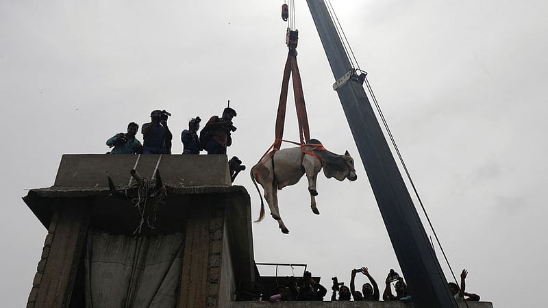 পাকিস্তানের করাচি শহরে একটি বাসার ছাদ থেকে ক্রেন দিয়ে নামানো হচ্ছে কোরবানির জন্য পালন করা ষাঁড়। ছবি: রয়টার্স।