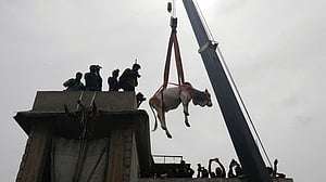 দূর দেশে পশুর হাটে