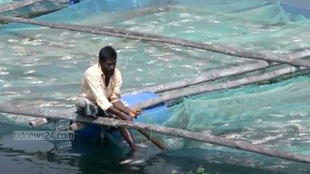 কারখানার বর্জ্যে ফুলজোড় নদী দূষণে মরছে মাছ