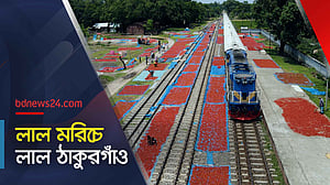 লাল মরিচে লাল ঠাকুরগাঁও