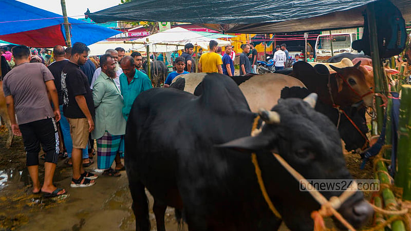 ঢাকার হাজারীবাগ কোরবানির পশুর হাটে মঙ্গলবার গরু দেখছেন ক্রেতারা।&amp;nbsp;ছবি: তাওহীদুজ্জামান তপু