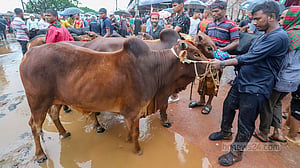গাবতলীর হাটে হতাশ গরু বিক্রেতারা