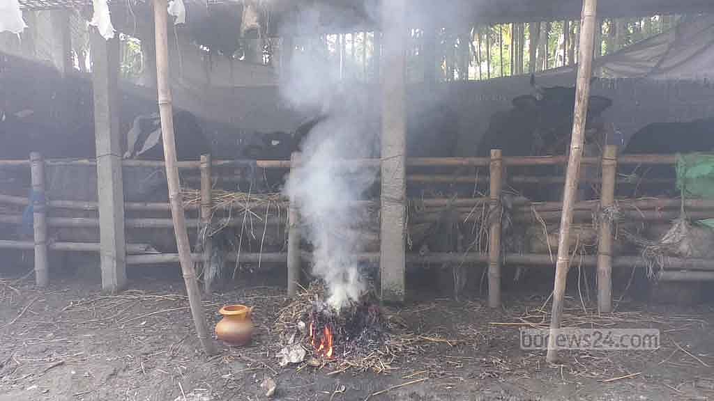কুড়িগ্রাম ও জয়পুরহাটে গরুর লাম্পি স্কিন রোগের প্রকোপ