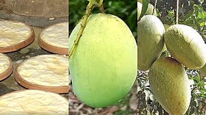 বগুড়ার দই, চাঁপাইয়ের ল্যাংড়া ও আশ্বিনা আম পেল জিআই স্বীকৃতি