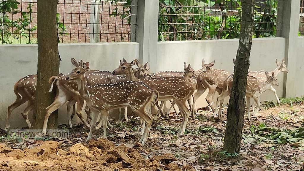 ১৯টি চিত্রা হরিণ উপহার পেল বঙ্গবন্ধু সাফারি পার্ক