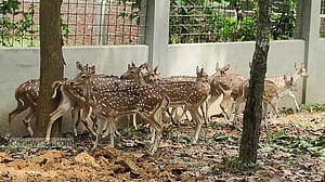 ১৯টি চিত্রা হরিণ উপহার পেল বঙ্গবন্ধু সাফারি পার্ক