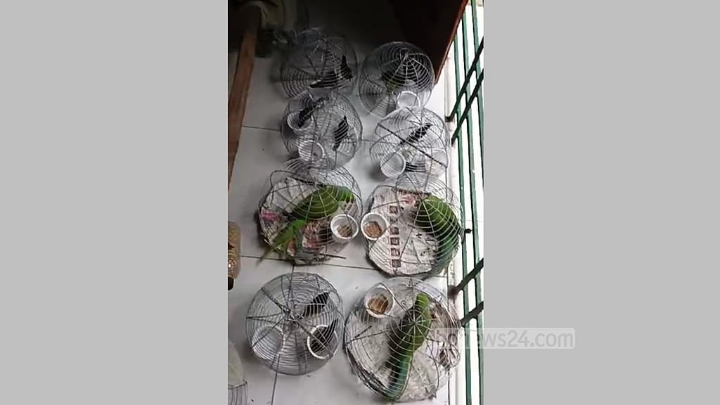 বরিশালে বিক্রির সময় দেশি পাখি উদ্ধার করে অবমুক্ত