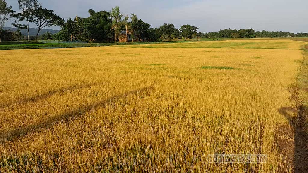 নেত্রকোণায় ‘জমির বিরোধে’ আমন বীজতলায় ‘বিষ ছিটায় প্রতিপক্ষ’