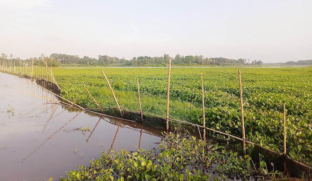কচুরিপানা ভরা বড়বিলা বিল হারাচ্ছে শাপলা-পদ্ম