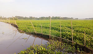কচুরিপানা ভরা বড়বিলা বিল হারাচ্ছে শাপলা-পদ্ম