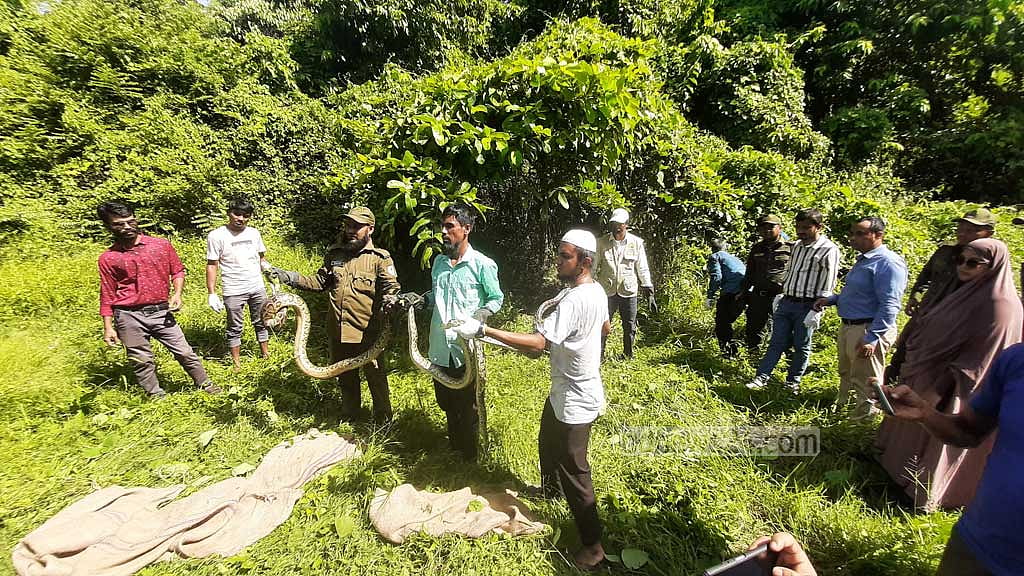খাঁচার ১৬ অজগর মুক্ত প্রকৃতিতে