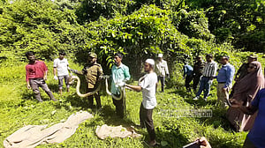 খাঁচার ১৬ অজগর মুক্ত প্রকৃতিতে