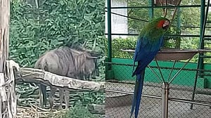 গাজীপুরে বঙ্গবন্ধু সাফারি পার্কে মরেছে ম্যাকাও ও বিস্ট শাবক