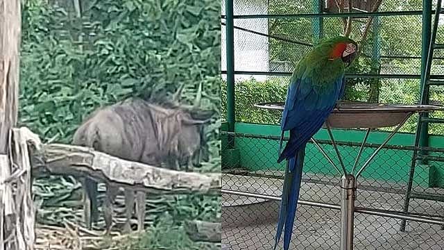 গাজীপুরে বঙ্গবন্ধু সাফারি পার্কে মরেছে ম্যাকাও ও বিস্ট শাবক