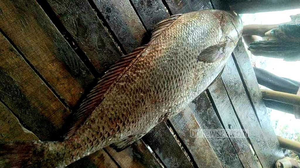 ৩০ কেজির ‘কালো পোপার’ দাম উঠেছে ৪ লাখ