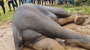 কক্সবাজারে সংরক্ষিত বনে হাতির মৃত্যু