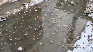 মশা মারতে কামান কী তবে দাগাতেই হবে