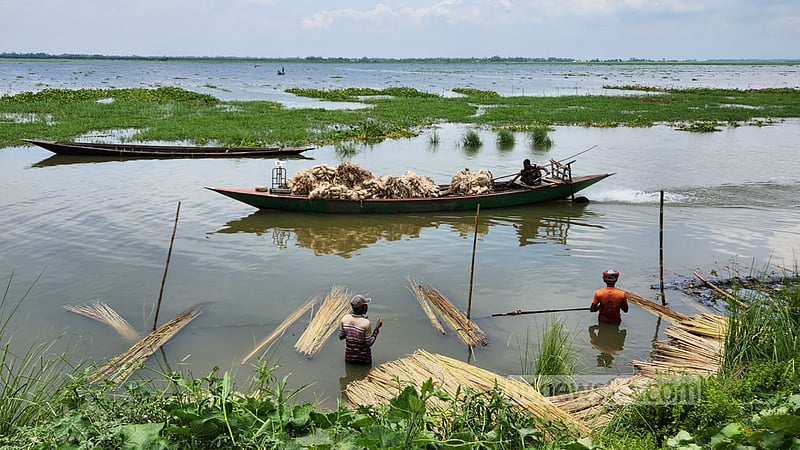চলনবিল এলাকায় সহজে পাট পরিবহনে ব্যবহার করা হয় নৌকাও। ছবি: তারিকুল হাসান