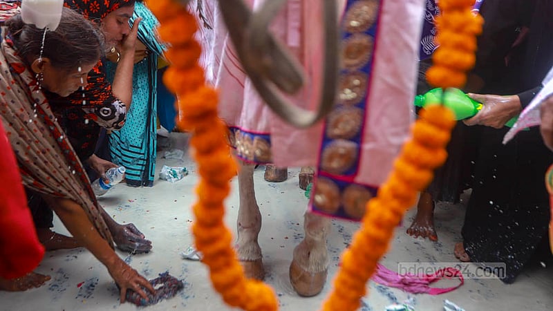 তাজিয়া মিছিলের আগে শনিবার ঢাকার হোসাইনী দালানে প্রথা অনুযায়ী ঘোড়ার পা দুধ দিয়ে ধুয়ে দেওয়া হয়।&amp;nbsp;ছবি: তাওহীদুজ্জামান তপু