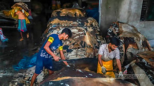 চামড়া আসছে ব্যস্ততা বাড়ছে শিল্পনগরীতে