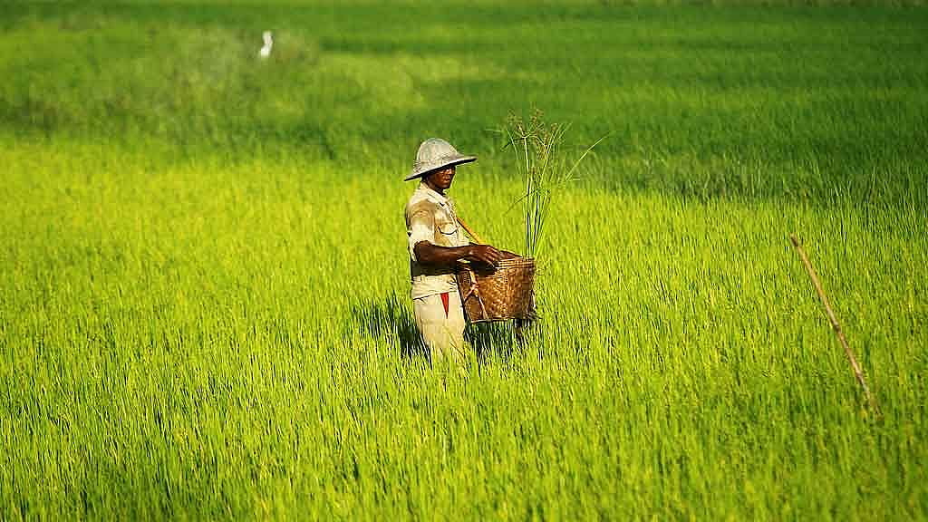 চাল রপ্তানির লাগাম টানছে মিয়ানমারও