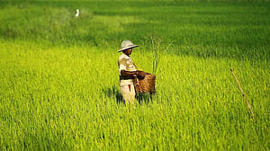 চাল রপ্তানির লাগাম টানছে মিয়ানমারও