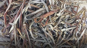 বরগুনায় ২০ হাজার কেজি হাঙ্গরের শুঁটকি জব্দ