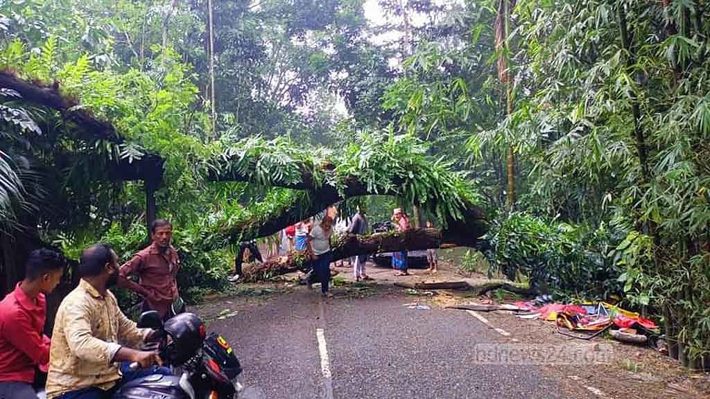 বরিশালে গাছ উপড়ে অটোরিকশার উপর, মাদ্রাসা শিক্ষকের মৃত্যু