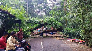 বরিশালে গাছ উপড়ে অটোরিকশার উপর, মাদ্রাসা শিক্ষকের মৃত্যু