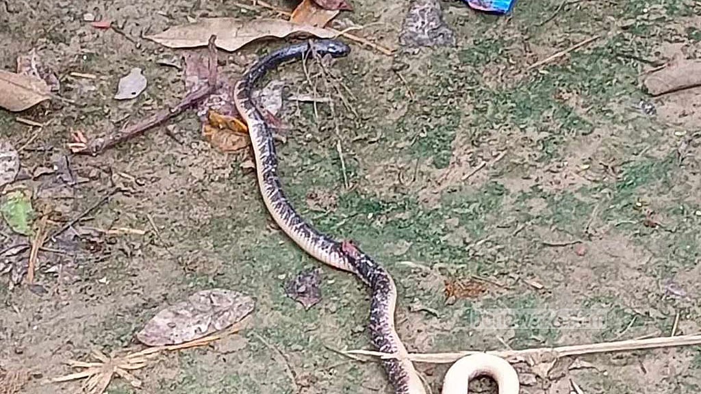 কুষ্টিয়ায় ‘ঘুমের মধ্যে সাপের কামড়ে’ প্রাণ গেল মা-মেয়ের