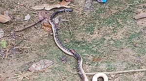 কুষ্টিয়ায় ‘ঘুমের মধ্যে সাপের কামড়ে’ প্রাণ গেল মা-মেয়ের