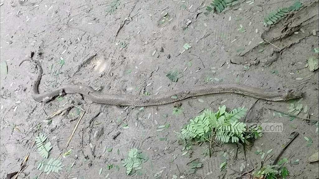 ফরিদপুরে নেই অ্যান্টিভেনম, দুইদিনে সাপের কামড়ে ৩ জনের মৃত্যু