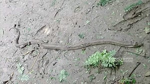 ফরিদপুরে নেই অ্যান্টিভেনম, দুইদিনে সাপের কামড়ে ৩ জনের মৃত্যু