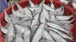 ইলিশের দামে সামান্য স্বস্তি