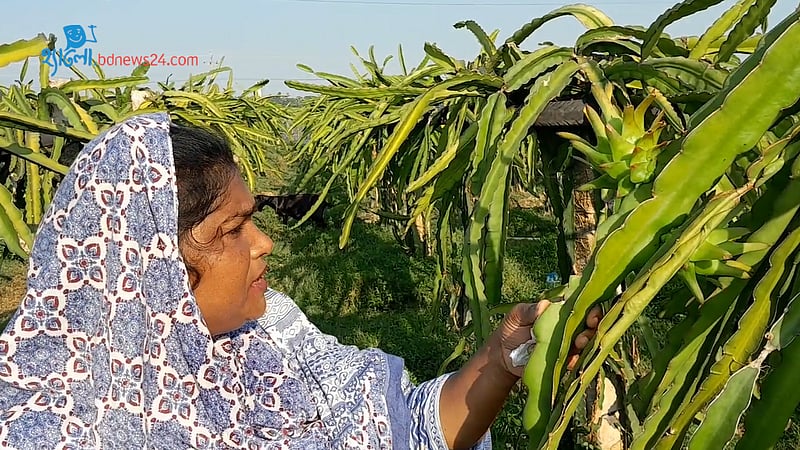 গৃহিনী হাফিজার ড্রাগন ফলের চাষ