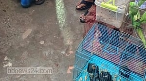 টঙ্গী থেকে ১৯ পাখি উদ্ধার, বিক্রেতার জেল-জরিমানা