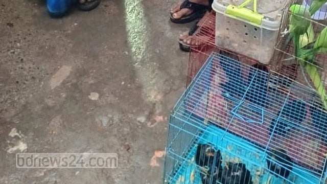 টঙ্গী থেকে ১৯ পাখি উদ্ধার, বিক্রেতার জেল-জরিমানা