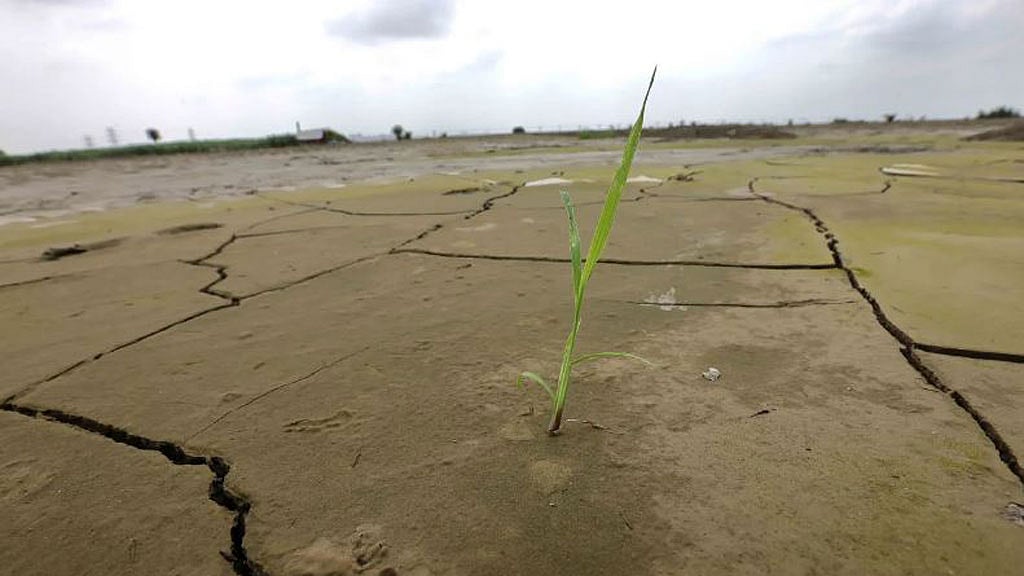 জলবায়ু পরিবর্তন: ভারতের চালের মজুদে টান, রপ্তানি বন্ধে বিশ্বে ‘তীব্র হচ্ছে’ সংকট