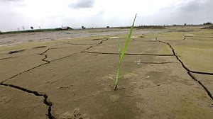 জলবায়ু পরিবর্তন: ভারতের চালের মজুদে টান, রপ্তানি বন্ধে বিশ্বে ‘তীব্র হচ্ছে’ সংকট