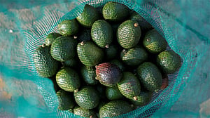 চুলের যত্নে অ্যাভাকাডো তেল