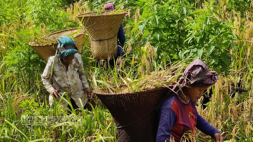 জুম ফসলের গন্ধে ম-ম, পাহাড়ে নবান্নের হাওয়া