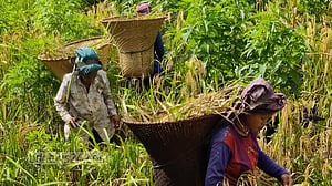 জুম ফসলের গন্ধে ম-ম, পাহাড়ে নবান্নের হাওয়া