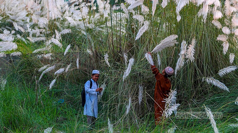 উত্তরার দিয়াবাড়ি এলাকায় কাশফুল নিয়ে বাড়ি ফিরছেন শিশু ইমন ও সোহান।&amp;nbsp;ছবি: তাওহীদুজ্জামান তপু