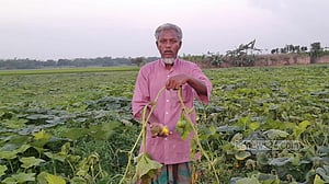 চাইছিলেন একটু বৃষ্টি, কিন্তু টানাবর্ষণে ভেসে গেছে আমন