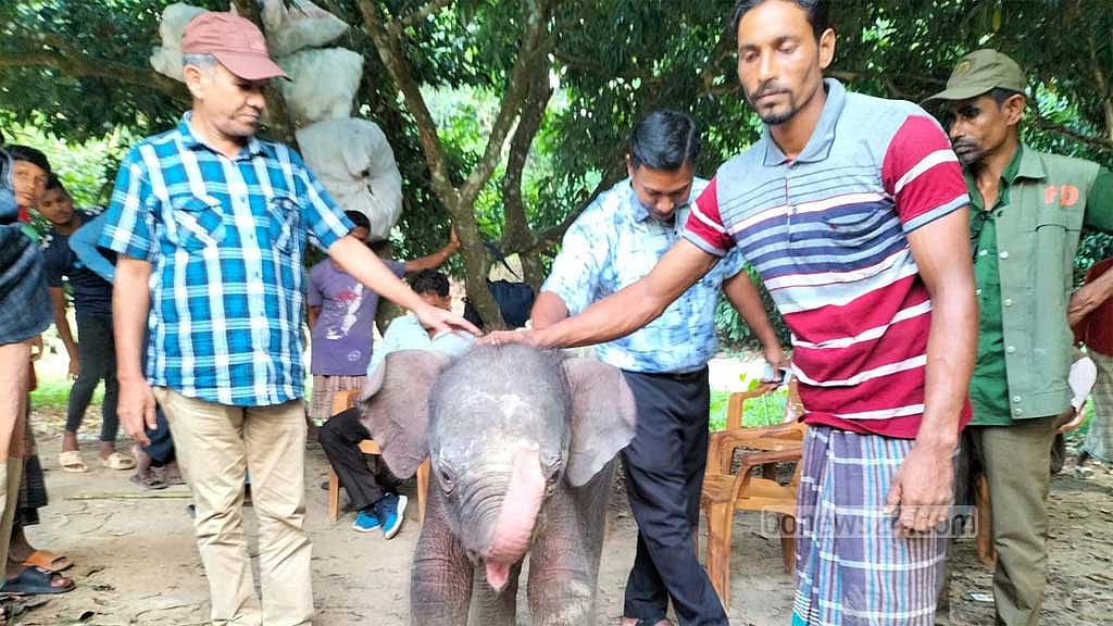 দলছুট সেই হাতি শাবকের স্থান শেষমেশ সাফারি পার্কে