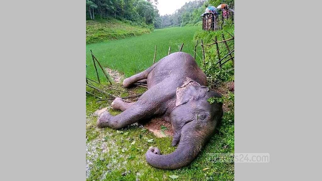শেরপুরে খাবারের সন্ধানে লোকালয়ে এসে মরল হাতি
