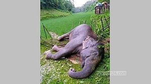 শেরপুরে খাবারের সন্ধানে লোকালয়ে এসে মরল হাতি