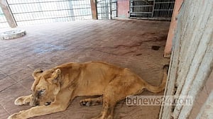 চট্টগ্রাম চিড়িয়াখানায় সিংহীর মৃত্যু