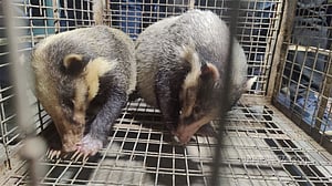 অটোরিকশায় করে পাচার হচ্ছিল এক জোড়া গোরখোদক