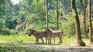 বঙ্গবন্ধু সাফারি পার্ক: জেব্রা, কমন ইল্যান্ড, নীলগাই পরিবারে ৫ অতিথি